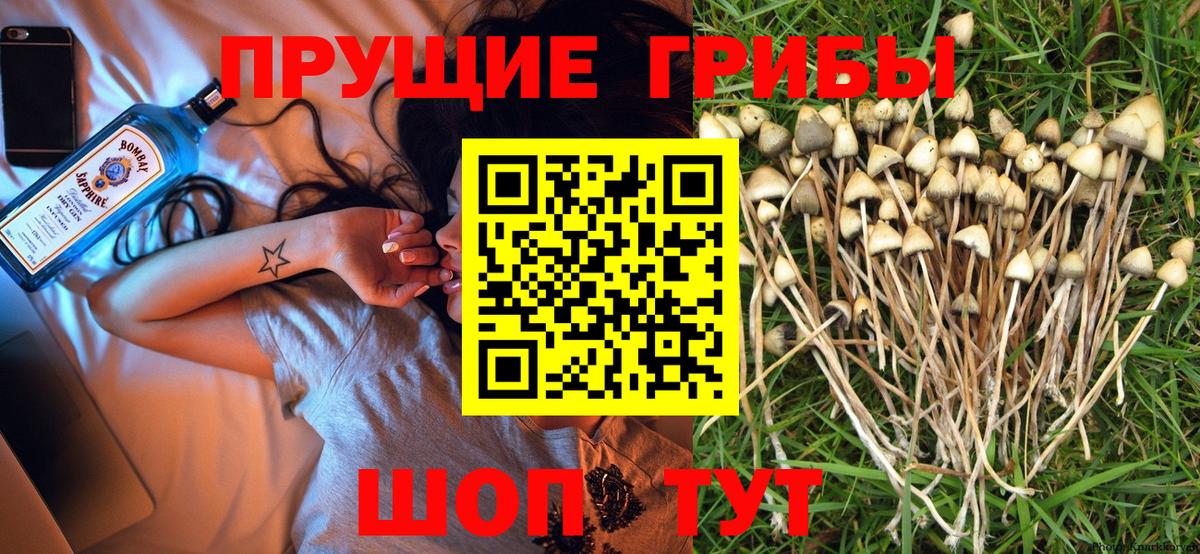 Псилоцибиновые грибы Cubensis Усинск